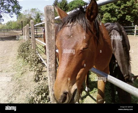 Horse close up face Stock Photo - Alamy