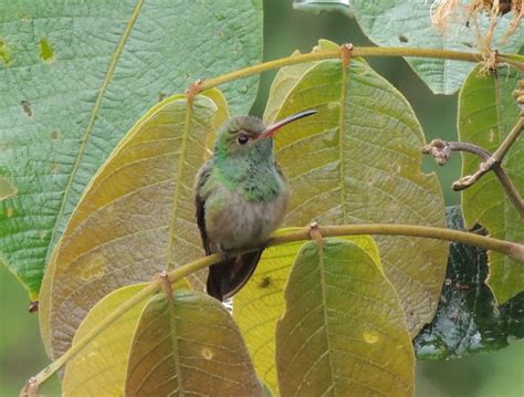 Mindo - Ecuador | Mindo ecuador, Ecuador, Birds