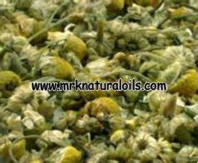 Chamomile German Hydrosol Buy 100 Pure Hydrosols From India MRK