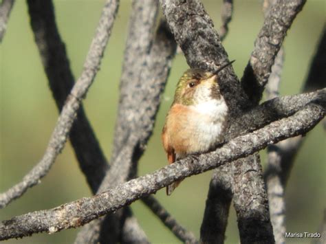 Allen S Hummingbird From Parque Nacional Sierra De San Pedro M Rtir