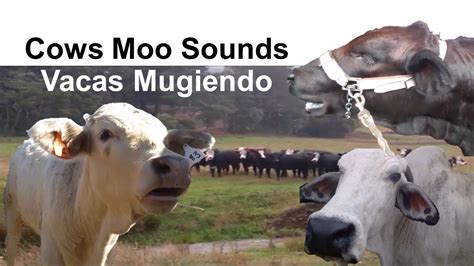 🐄 🐮 Cow Sound Effect 🔊 Lowing Mooing Moo 🗣️ Sonido Mugido De