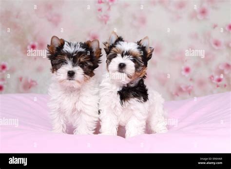 Biewer Terrier Puppies Stock Photo Alamy