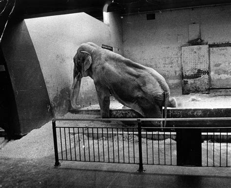 Saving Ziggy the elephant – Chicago Tribune