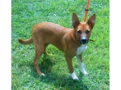 53+ Basenji Shepherd Mix Image - Codepromos