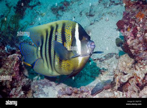 Six Banded Angelfish Pomacanthus Sexstriatus Indonesia Stock Photo