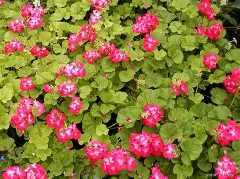 Pelargonium Zonale Pelargonie Garten De