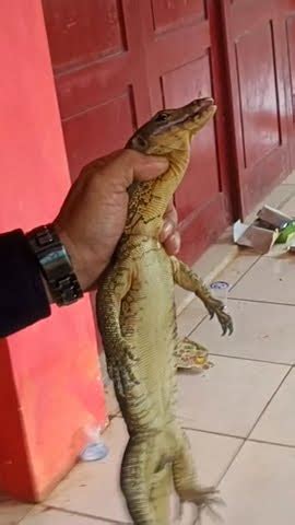 BIAWAK IKUT SAKSIKAN PELANTIKAN PPS DI BALAI ADAT SERASAN SEIJOAN KPU