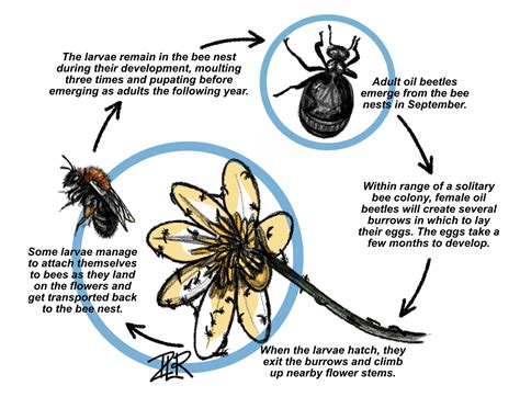 Ground Beetle Life Cycle