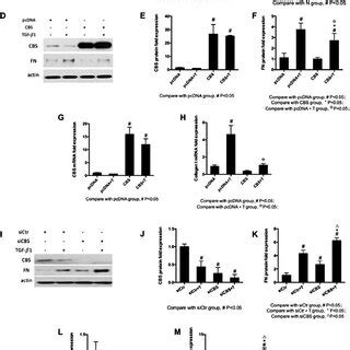 CBS regulated IL 1β induced inflammation in HK 2 cells A CBS mRNA