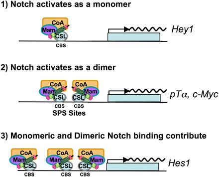 Notch Dimerization Is Required For Leukemogenesis And T Cell Development