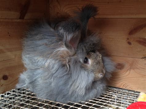 Agouti Colours Brown Grey English Angora Uk National Angora Rabbit Club