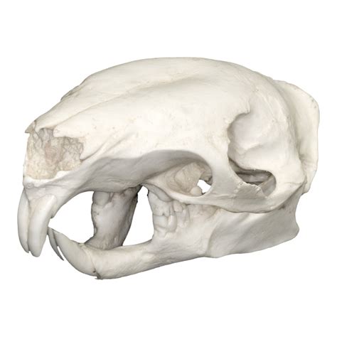 Replica Asian Brush-tailed Porcupine Skull — Skulls Unlimited International, Inc.