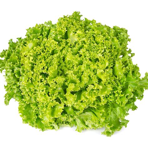 Fresh Green Coral Lettuce Hydroponically Grown With Live Roots