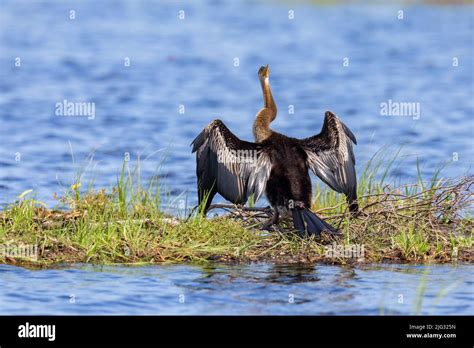 Australian Darter Anhinga Novaehollandiae Perched On A Small Island