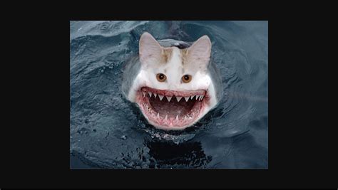 Cat Shark Blank Template - Imgflip