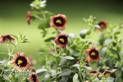 Superbells Tangerine Punch | Floating Petals Wednesday's Flower