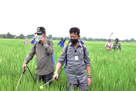 Produktifitas Petani Dalam Penyuluhan Pertanian