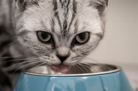 Flat bowls are better for cats: Pet owner's tips: news, pets, cats ...