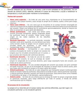 Sesi N De Aprendizaje Conocemos Nuestro Sistema Circulatorio Para