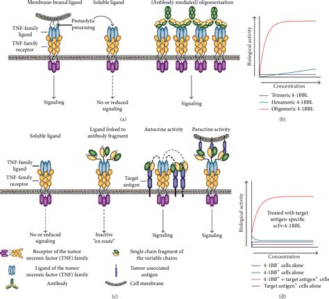 Figure From Targeting Of The Tumor Necrosis Factor Receptor