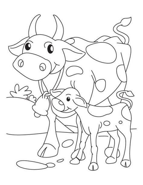 Vaca Y Ternera Para Colorear Imprimir E Dibujar Coloringonly