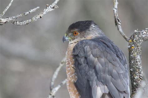 Cooper Hawk in Hunting Mode Stock Photo - Image of predator, hawk: 243398948