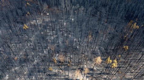 Strengthening Canada's Climate-Driven Wildfire Defence | CDA Institute