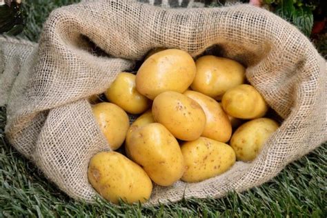 How Many Potatoes In A Pound Smart Garden And Home