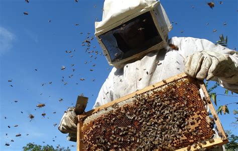 Santa Catarina é Pioneira Em Restrição De Agrotóxico Que Causa