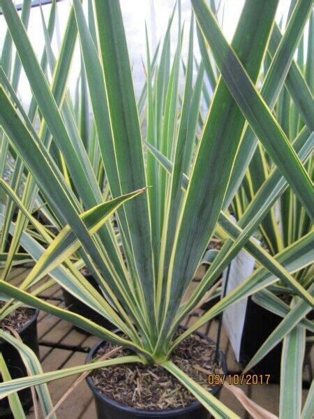 Yucca Filamentosa Ivory Tower Palmlilie Ivory Tower EBay