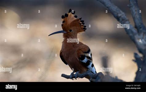 Hoopoe Upupa Africana Kgalagadi Transfrontier Park South Africa