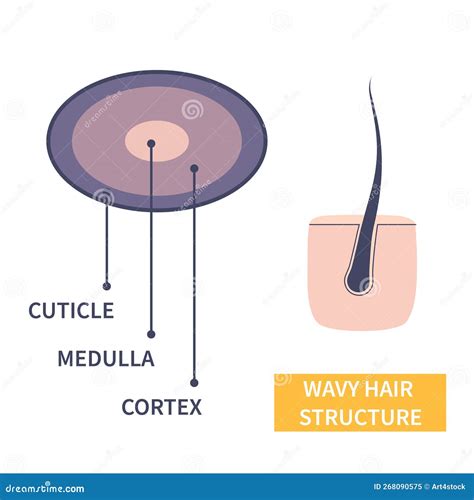 Waterig Haar En Anatomische Structuur Educatieve Poster Vector