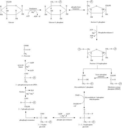 Glycolysis Cycle