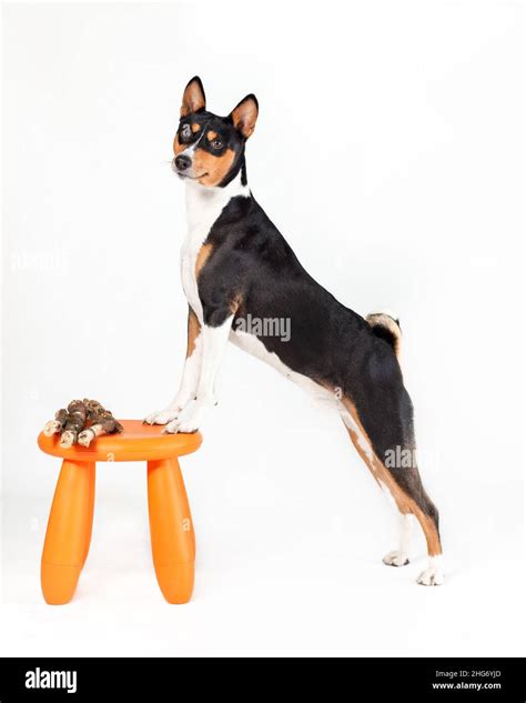 Perro Joven De Raza Basenji Africana De Color Tricolor Negro Y Naranja