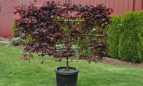 Home Design Bloodgood Japanese Maple Red Maple Tree Acer Palmatum