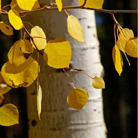 Aspen Trees For Sale Quaking Aspen Trees Populus Tremuloides For Sale