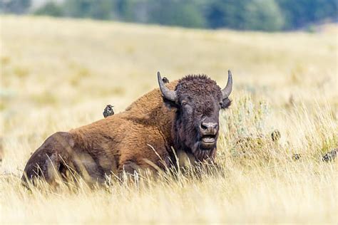 440 American Bison Lying Down Stock Photos Pictures And Royalty Free