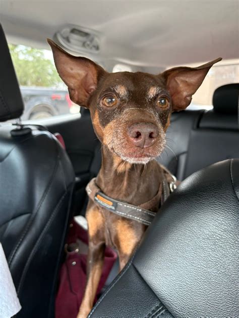 Internet Miniature Pinscher Service, Inc. (IMPS) - Florida | Pinellas Park FL