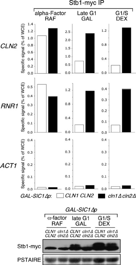 Cln1 2 Cdk Dependent Phosphorylation Of Stb1 Is Suf Ficient To Release