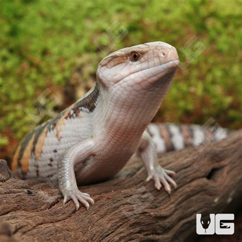 Baby Northern Blue Tongue Skinks For Sale Underground Reptiles