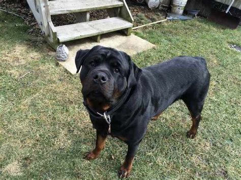 All Black Rottweiler Puppies | PETSIDI