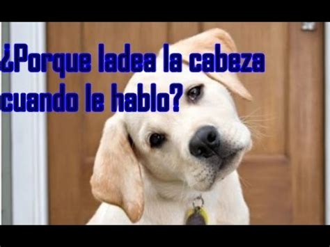 Porqu Mi Perro Mueve La Cabeza Cuando Le Hablo Youtube