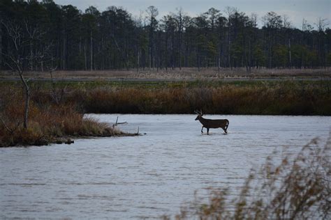 Expanded Hunting Proposed at Blackwater, Eastern Neck NWR | Chesapeake ...