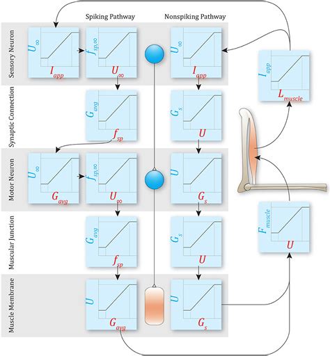 Frontiers Extending The Functional Subnetwork Approach To A