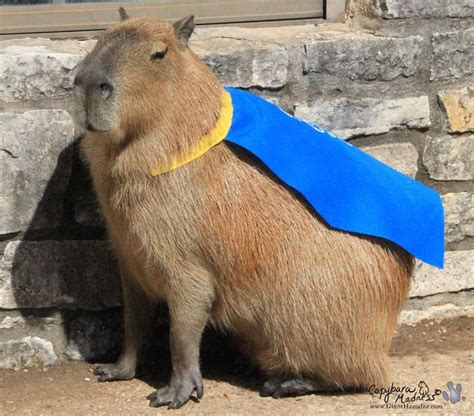 The Only True Batman Successor Rcapybara