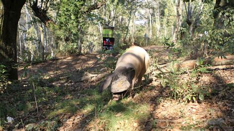 Las Fotos Del Proyecto De C Rnicas Teijeiro Para Criar Cerdo Celta En O