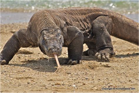 Komodo Dragon Habitat Map