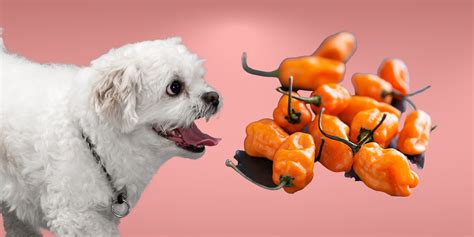 What Vegetables Can Dogs Not Eat Pets Food Safety