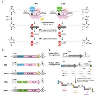 PDF Base Editing In Streptomyces With Cas9 Deaminase Fusions