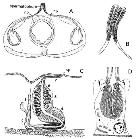 Spermatophore Formation In Polydora Cornuta A Diagrammatic Cross